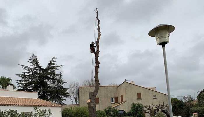 Elagage total et enlèvement des déchets verts